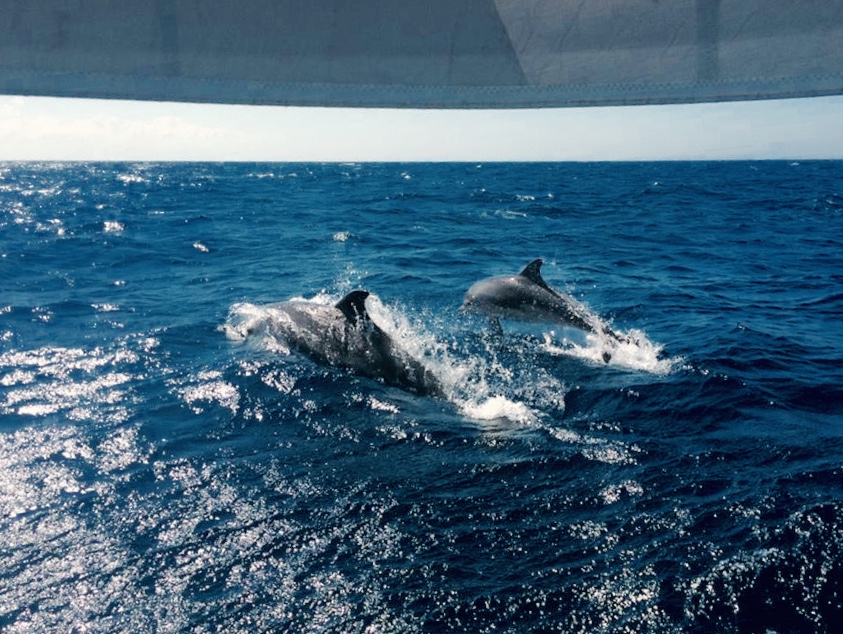 isole eolie a vela delfini