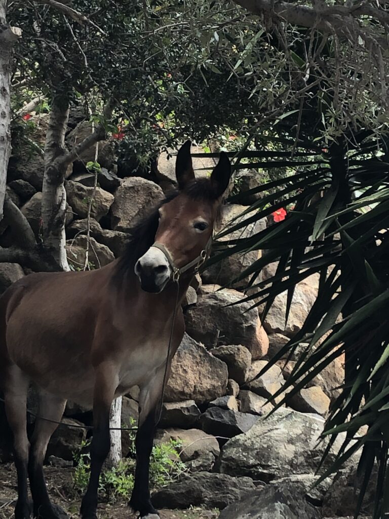 Eolie a vela con skipper